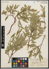 Foto von Salix orestera C. K. Schneid.